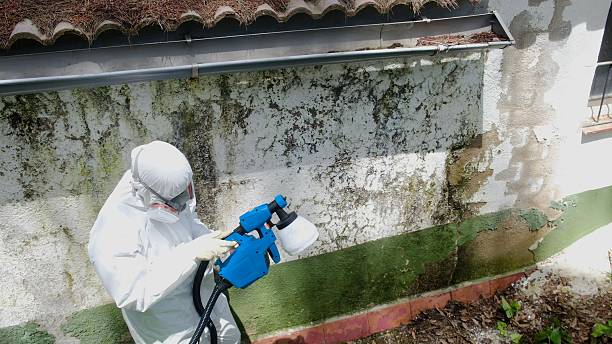 Trusted Black Mold Removal service in Chalfont, PA - Cheap Mold Removal